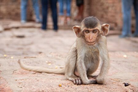 Cute baby monkey playing on the side of the road. Macaque portrait. Monkey life among people in Asia.の写真素材
