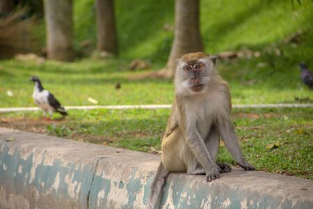 Macaque monkey sitting by the park road, with a bird strolling on the background.