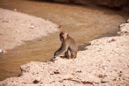 Monkey sitting by the water on the sand beach. Wildlife nature scene.