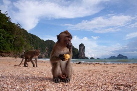 A close-up portrait of a long-tailed macaque on a beach sitting and eating fruit.