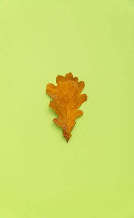 Dry yellow autumn oak leaf isolated on green background. Decoration element with copy space.