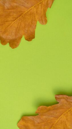 Dry yellow autumn oak leaf isolated on green background. Frame decoration element with copy space.