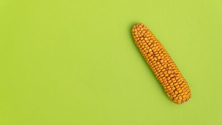 Dry yellow ear of corn, cereal vegetables, isolate on green background close-up.の写真素材