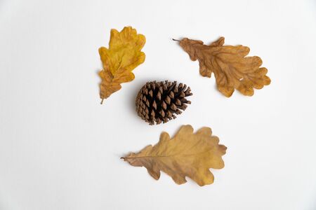Oak tree leaves and a pine cone isolated on white backgroundの写真素材