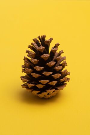 Brown pine cone isolated on yellow background.