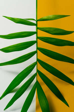 Tropical leaf on yellow and white paper background. Flat lay, top view.の写真素材
