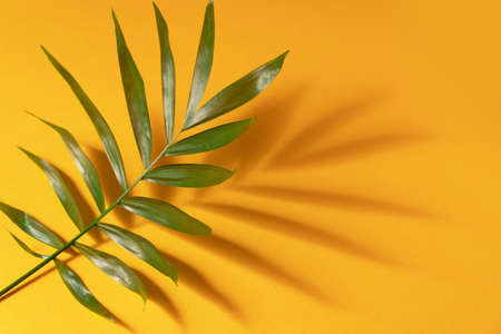 Tropical leaf on yellow paper background. Minimal design template with copyspaceの写真素材
