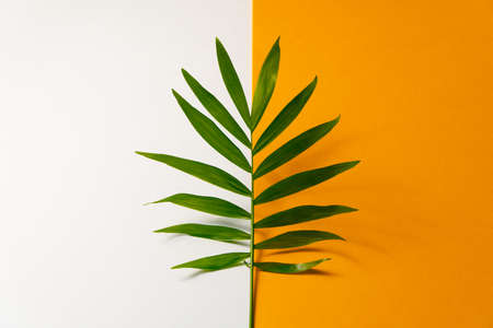 Tropical leaf on orange and white paper background. Flat lay, top view, minimal design template with copyspaceの写真素材