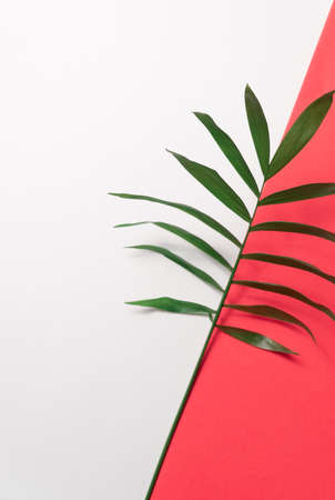 Tropical leaf on red and white paper background. Flat lay, top view, minimal design template with copyspaceの写真素材
