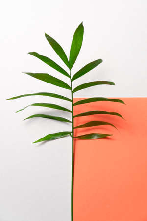 Tropical plant leaf on orange and white paper background. Flat lay, top view, minimal design template with copyspaceの写真素材