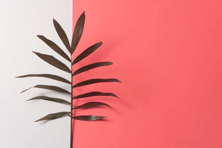 Tropical leaf on pink and white paper background. Flat lay, top view, minimal design template with copyspaceの写真素材