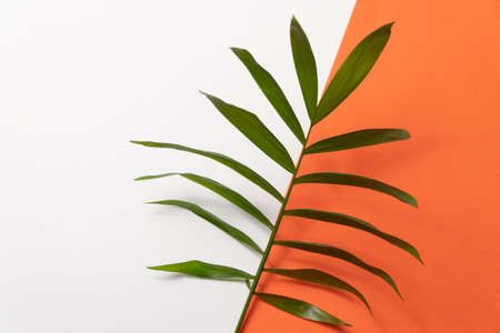 Tropical leaf on orange and white paper background. Flat lay, top view, minimal design template with copyspaceの写真素材
