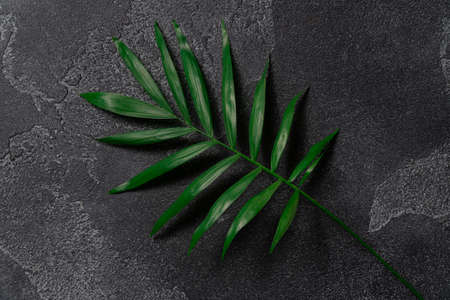 Green plant leaf on dark concrete background. Flat lay, top view, minimal design template with copyspaceの写真素材