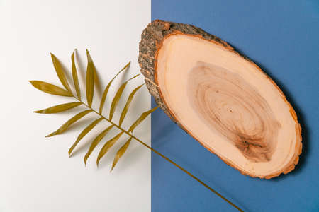 Tropical leaf and slice of wood on blue and white paper background. Flat lay, top view, minimal design template with copyspaceの写真素材
