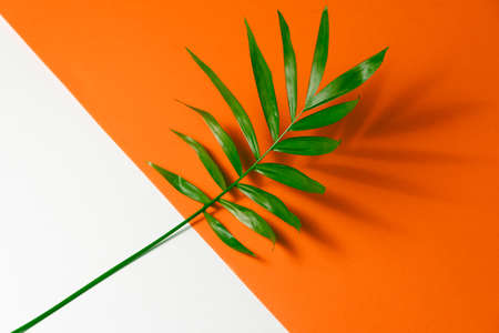 Tropical leaf on orange and white paper background. Flat lay, top view, minimal design template with copyspaceの写真素材