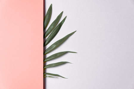 Tropical leaf on pink and white paper background. Flat lay, top view, minimal design template with copyspaceの写真素材