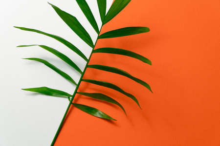 Tropical leaf on yellow and white paper background. Flat lay, top view, minimal design template with copyspaceの写真素材