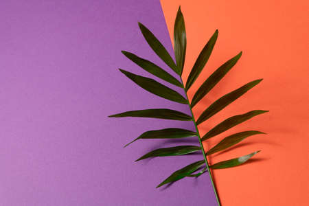 Tropical leaf on orange and violet paper background. Flat lay, top view, minimal design template with copyspaceの写真素材