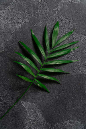 Green plant leaf on dark concrete background. Flat lay, top view, minimal design template with copyspaceの写真素材