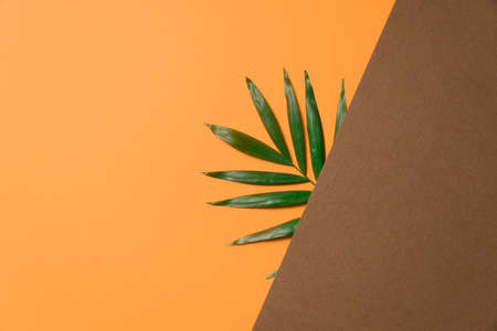 Tropical leaf on brown and orange paper background. Flat lay, top view, minimal design template with copyspace.の写真素材