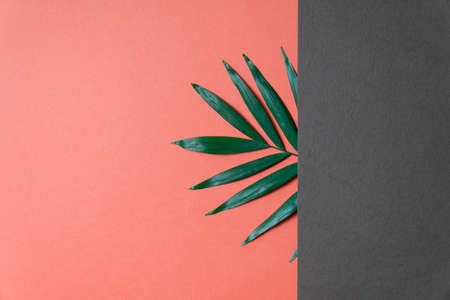 Tropical leaf on coral and grey paper background. Flat lay, top view, minimal design template with copyspace.の写真素材