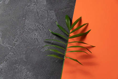 Green plant leaf on dark concrete and orange paper background. Flat lay, top view, minimal design template with copyspace.の写真素材