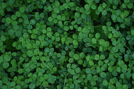 Green clover carpet with dew drops, top view.の写真素材