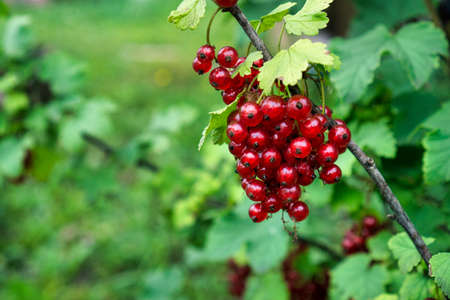 Clusters of red currants on branchの写真素材