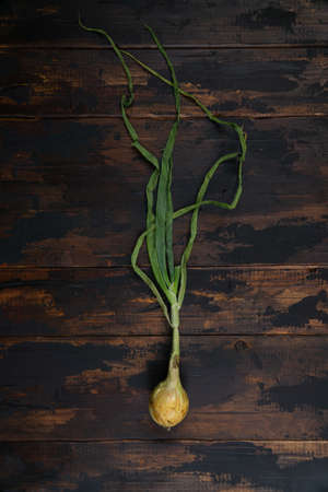 Organic onion with leaves on rustic wooden table. Food background. Bulb onions, green spring. Top view.の写真素材