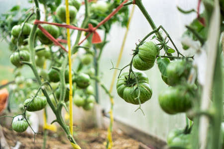 Bunch of green tomatoes in greenhouse.の写真素材