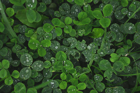 Green clover carpet with dew drops, top view.