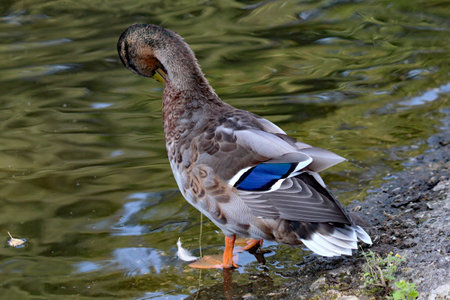 A single Blue Mallard duck at the edge of the lake. In this image the blue strip of feathers is clear and visible.の写真素材