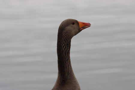 A greylag goose (Anser anser) on a lakeの写真素材