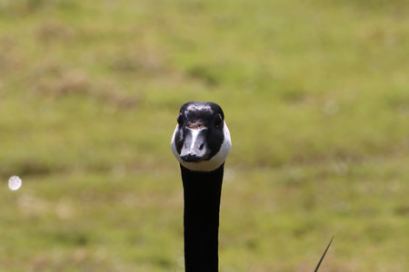 Canada Goose, Branta canadensis, single bird head shot, South Africaの写真素材