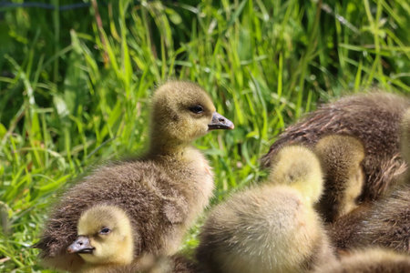 Close-up of a young Canada Goose goslings (Branta canadensis)の写真素材