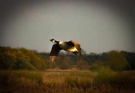 Canada Goose Flying in the Middle of a Wetland in Saskatchewan Canadaの写真素材