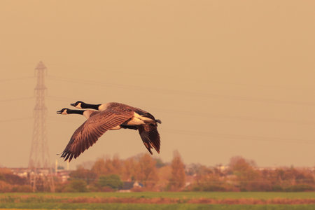 Two Canada Geese flying in a field in the early morning.の写真素材