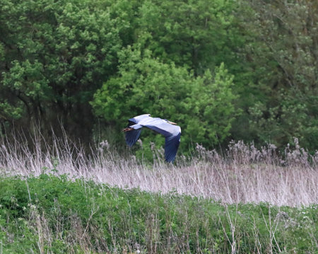 Grey heron flying over a meadow in the Camargueの写真素材