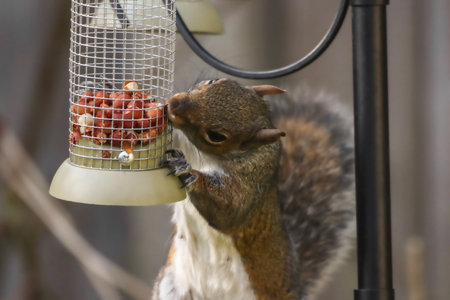 Squirrel eating peanuts at a bird feeder in the park.