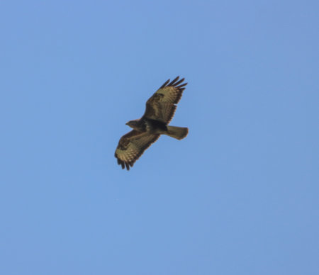 Common buzzard (Buteo buteo) in flightの写真素材