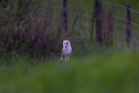 Barn Owl, Tyto alba, single bird on grass, UKの写真素材