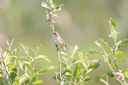 Chiffchaff (Locustella luscinia) perched on a branch
