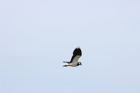 Northern lapwing (Vanellus vanellus) in flight