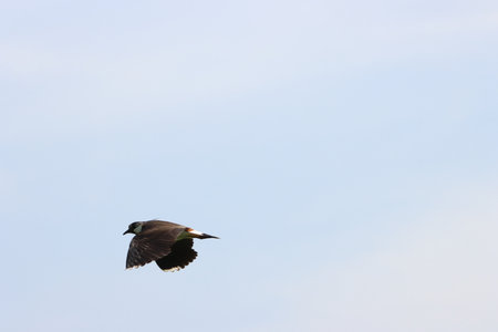 black-winged grebe in flight against the blue sky.