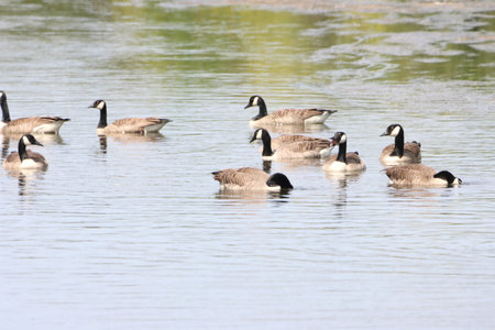 Geese swimming in a lake in Maryland during the spring seasonの写真素材