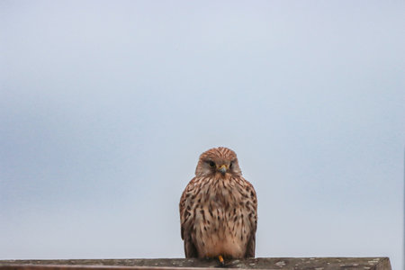 common kestrel (Falco tinnunculus) on a fenceの写真素材