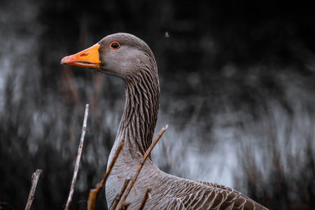 Portrait of a greylag goose (Anser anser)の写真素材