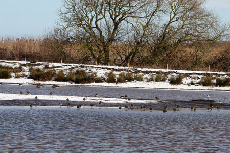 Flock of geese on a frozen lake with trees in the backgroundの写真素材