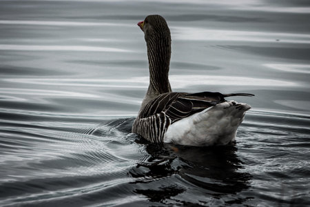 A black and white photo of a greylag goose swimming in a lakeの写真素材