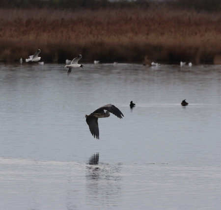 Greater cormorant, Phalacrocorax carbo, single bird in flight, Warwickshireの写真素材